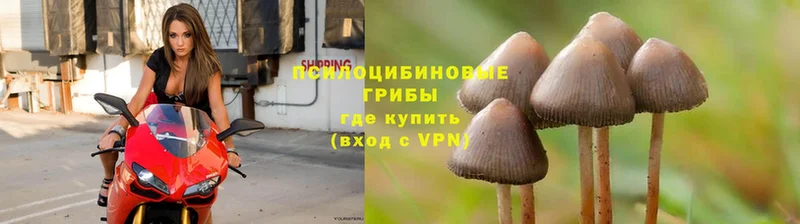 как найти закладки  Ельня  Псилоцибиновые грибы Psilocybine cubensis 